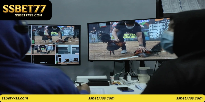cockfight Philippines live