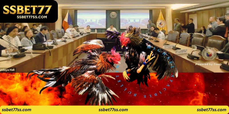 cockfight Philippines live