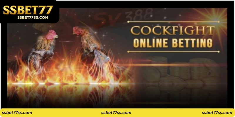 Live streaming of cockfights