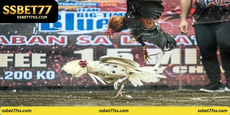 live-streaming-of-cockfights-Essential