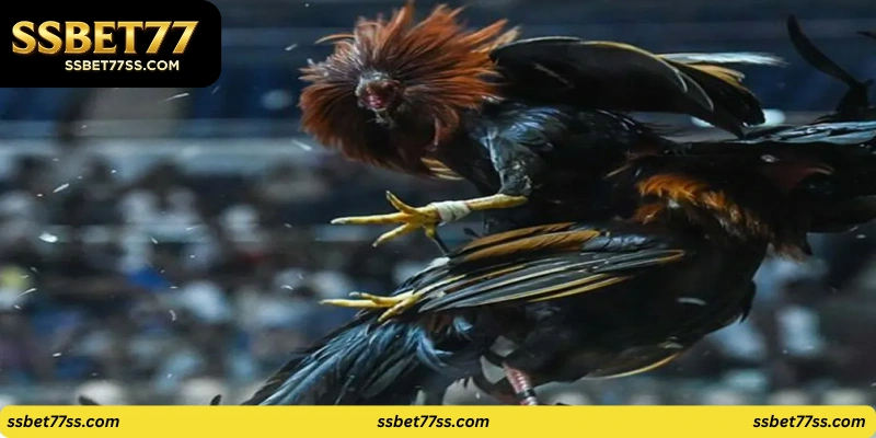 Pinoy Sabong Live