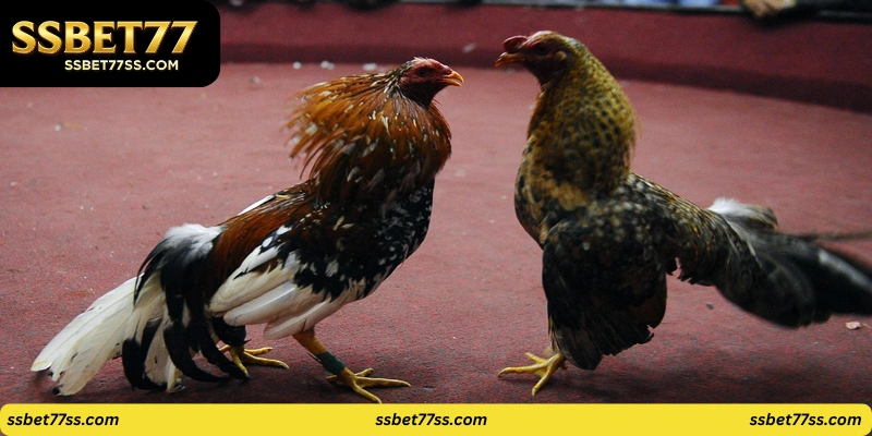 Royal Cockfight