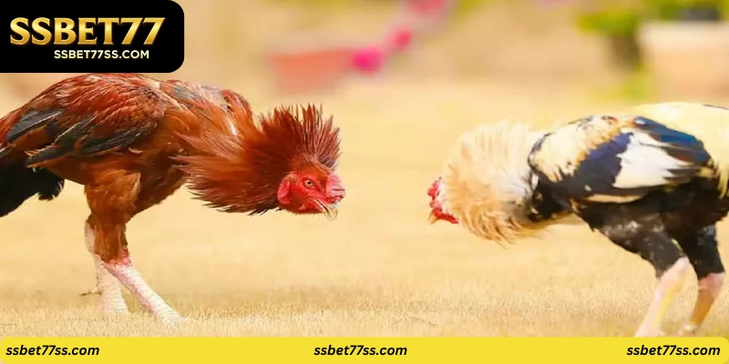 Royal Cockfight