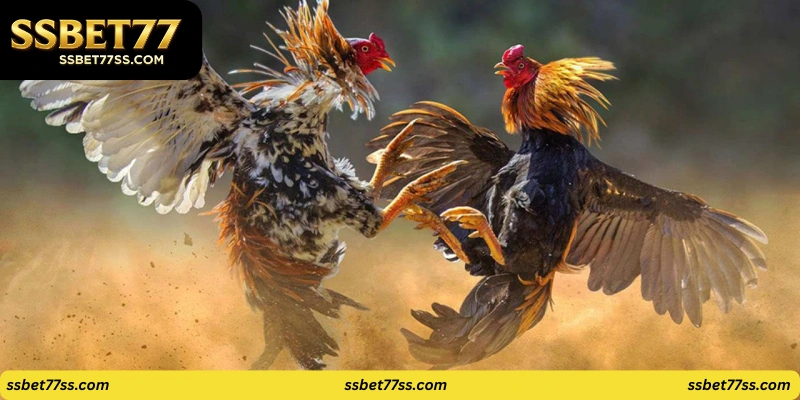 Royal Cockfight