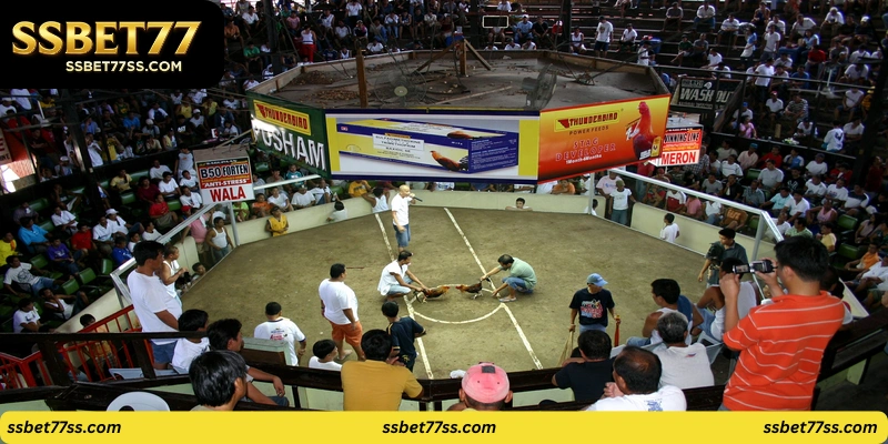 ssbet77 cockfighting