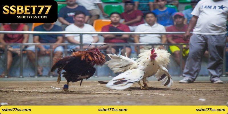 ssbet77 cockfighting