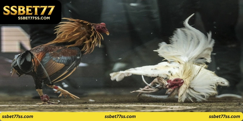 ssbet77 cockfighting